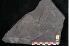 Foto (Detailansicht) von Sagenopteris rhoifolia Presl (NHMW-GEO-2024-0188-10649)